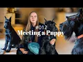 WE GOT A PUPPY Ep 12 Life with Giant Schnauzers - Introducing To Our Adult Dog First Week