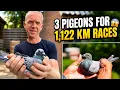 Jelle Jellema Barcelona 2026 Auction 3 Pigeons Bred for 1 100 KM Races