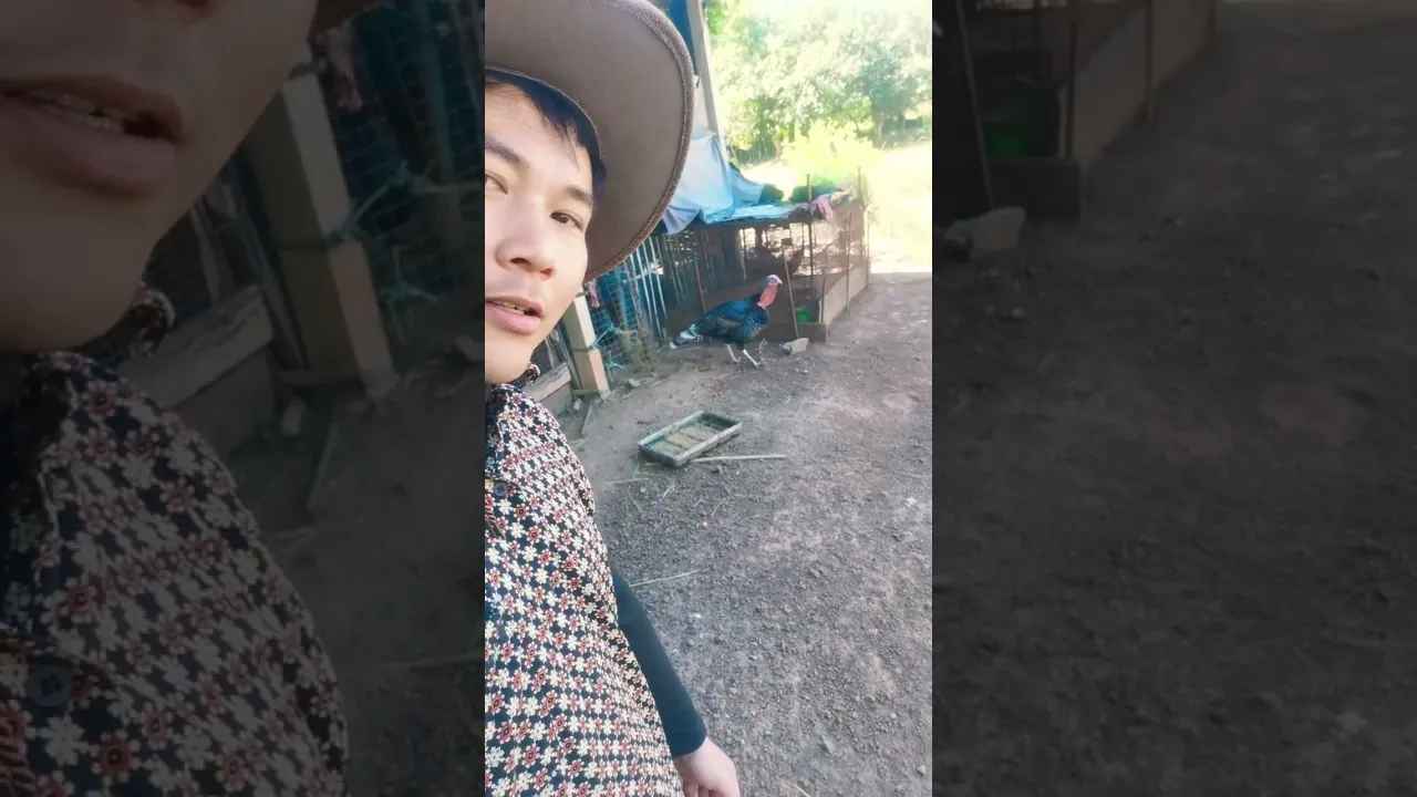 คุยกับไก่งวง