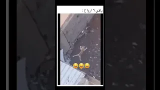 قط ابو 7 ارواح 