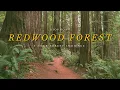 Download Lagu Redwood Forest Soundscape | 4K Forest Walk, Not AI | Natural Ambience | Study \u0026 Meditation