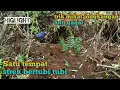 Download Lagu Mikat burung jongkangan biru
