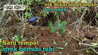 Download Mikat burung jongkangan biru MP3