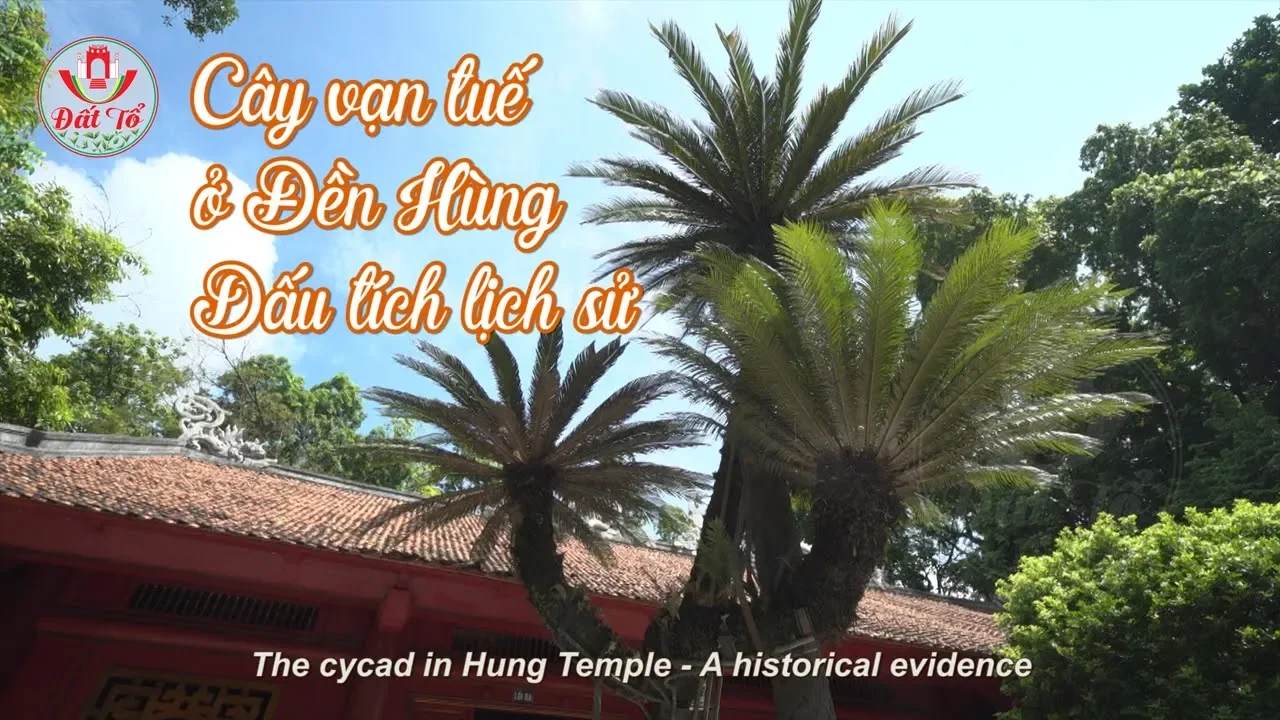 Cây vạn tuế ở Đền Hùng - Dấu tích lịch sử . The cycad in Hung Temple