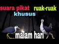 Download Lagu SUARA PIKAT RUAK-RUAK ||KHUSUS MALAM HARI