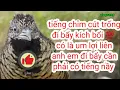 Download Lagu tiếng chim cút trống @ để kích bổi hiệu quả 100%