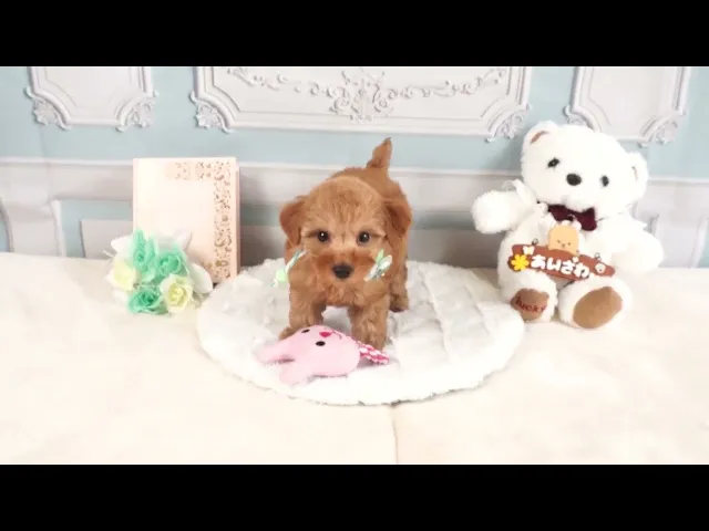 動画