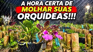 MOLHE SUAS ORQUÍDEAS À NOITE PARA TER MUITAS RAIZES!!!