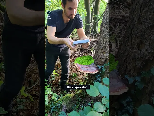 Mushroom shelf “Formitopsis Pinicula” II video thumbnail
