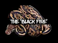The Amazing Potential of the Black Fire Ball Python
