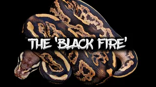 The Amazing Potential of the Black Fire Ball Python