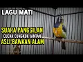 Download Lagu cucak cungkok gacor suara asli alam !! ampuh untuk pancingan