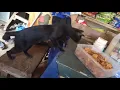 Cat eating banana chips and also angry