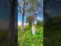 Download Lagu Siapa yg rindu lagu genta buana?? Rindujya Hatiku versi kami tayang hari ini yaa