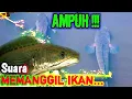 Download Lagu Suara Pemanggil Ikan Ke Permukaan || fish calling sound | Paser Mania