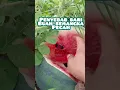 Lagu Penyebab dari buah semangka pecah #viral #pertanian #pupuk #bali #benihunggul #semangka #music