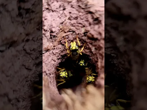 5000 Angry UNGERGROUND Yellow Jacket Wasps! #fyp #viralvideo #hornetking