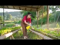 Download Lagu Techniques of Growing Vegetables in Bamboo Tubes - Building Free Farm