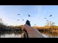 Duck Hunting A TINY Beaver Pond On Public Land Limited Out