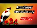 Download Lagu KOMBINASI SUARA BURUNG MASTERAN suara burung unik jernih 2025