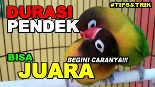 Download CARA MEMBUAT LOVEBIRD DURASI PENDEK JADI JUARA BEGINI PENJELASANNYA SIMAK BAIK BAIK MP3