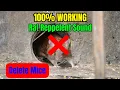 Download Lagu Loud Cricket Sounds to Deter Mice | Natural Pest Control for a Mouse-Free Environment