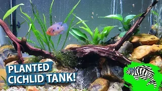 Download Planting the Jewel Cichlid Tank!!  Hemichromis Moanda MP3