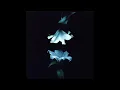 Wasia Project - Whale Call (SLOWED + REVERB)