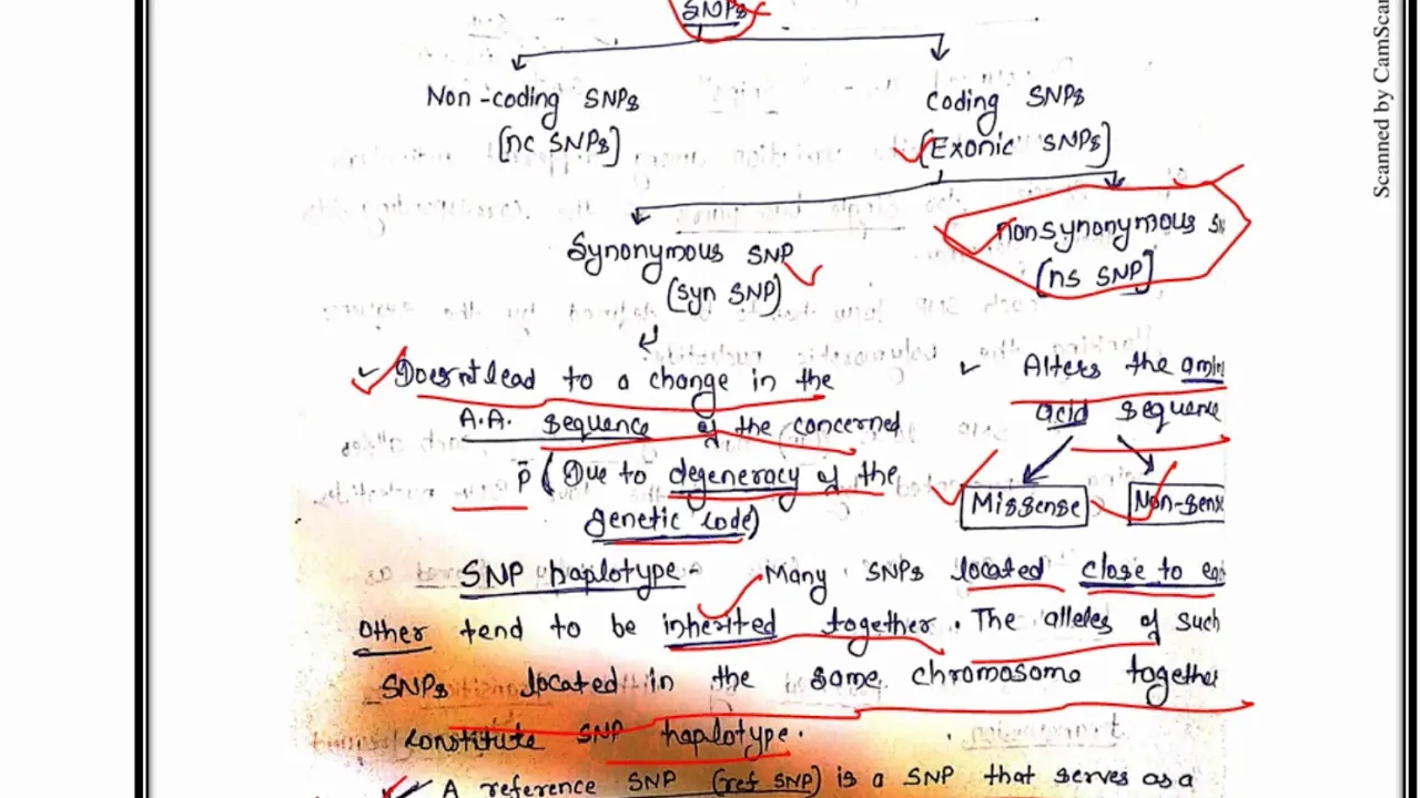 SNP Marker (Single Nucleotide Polymorphism)