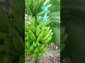 Download Lagu Sayang ang banana