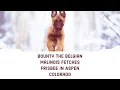 Searching For Liberty Bounty the Belgian Malinois Fetches Frisbee in Aspen Colorado