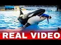 Download Lagu Jessica Dolphin Accident Radcliffe Orca Attack REAL or FAKE ? | Jessica Dolphin Viral Video 💔🥺