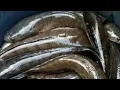 Download Lagu Mancing diRawa hutan kalimantan yang penuh misteri Terkadang beruntung Adakalanya kita Pull senyum😄🤣