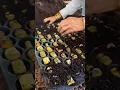 A Simple Method to Grow Sugarcane