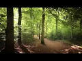 Download Lagu Magical Tree - Rijsterbos in 4k (Fryslân fan Boppen #014)