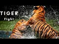 Download Lagu Tiger fight | Animal | Wild | Jungle | No copyright