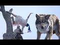 Lagu A wolf pack surrounded the injured girl, unaware that she was actually a kung fu master