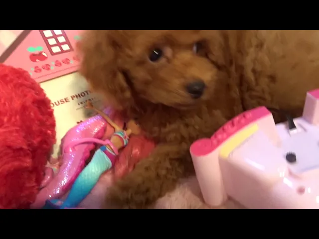 動画