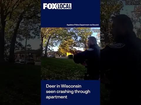 Deer seen crashing through apartment window in Wisconsin
