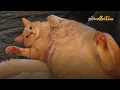 Download Lagu The Most Lovable FAT CATS 😍