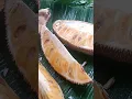 Download Lagu Buah nangka matang Sempurna #buahnangka