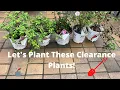 Planting My Clearance Plant Haul From Lowes