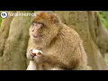 monkey template