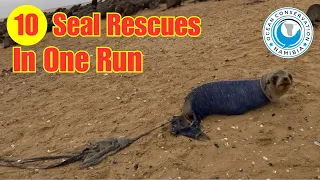 10 resgates de focas em uma corrida