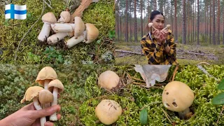 เก็บเห็ดปลวกฝรั่งชิวๆหลังบ้านพักร้อน 13.9.2026 🇫🇮
