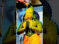 Download Lagu hanuman song in tamil