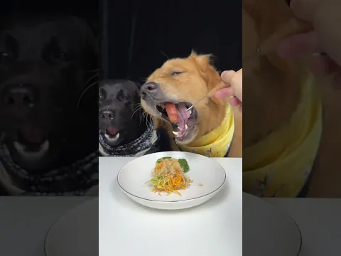 This Is What I Call a Serious Relationship. Golden and Labrador. Cute Pet Debut Plan