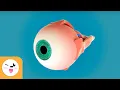 Download Lagu The Human Eye and Its Parts - Sight - Senses for Children
