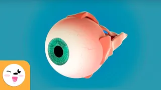 The Human Eye And Its Parts Sight Senses For Children 
