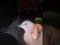 Download Lagu perbedaan burung derkuku ,tikukur, deruk betina dan jantan dari segi bentuk kepala.💯✅